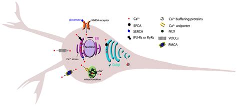 Frontiers Calcium Homeostasis In Aging Neurons