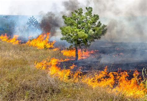 Medidas Eficazes Para Prevenir Queimadas E Preservar O Meio Ambiente