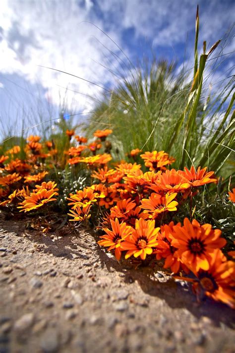 Tiny Orange Flowers | Stock image | Colourbox