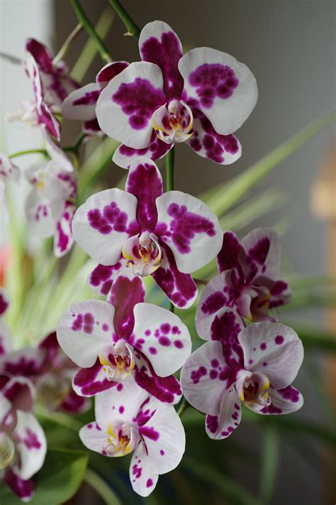 Orchideenblüten Foto And Bild Blumen Und Bäume Fotos Natur Bilder Auf