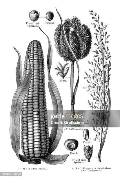 Vintage Corn Drawing Photos And Premium High Res Pictures Getty Images