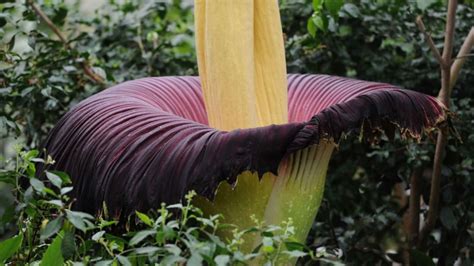 Blooming Corpse Flower Draws Spectators to Gas Station | Mental Floss