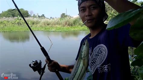 Mancing Toman Pake Umpan Ikan Betok Papuyu YouTube