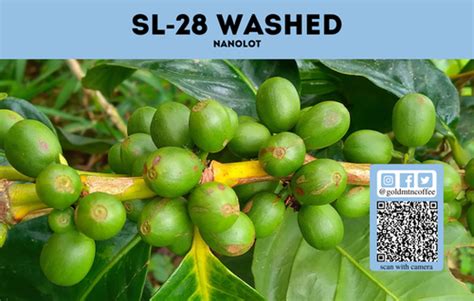 SL 28 Washed Nanolot Gold Mountain Coffee Growers