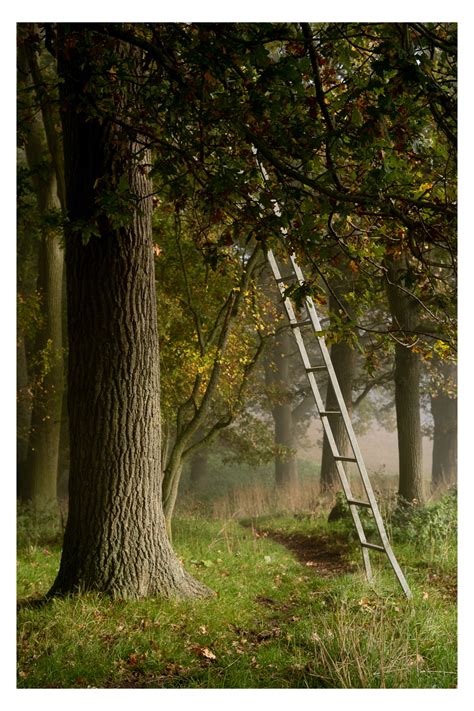 Photography in the Forest Tips and Tricks - Phil Johnston II