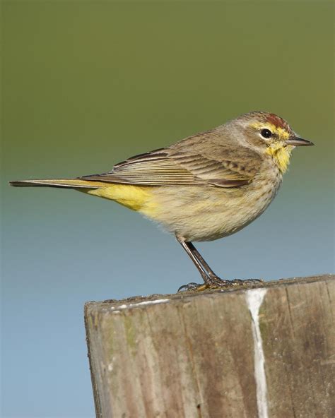 BirdsEye Photography: Review Photos