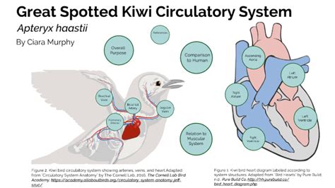 Bird Circulatory System