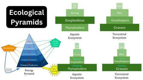 Ecological Pyramids | Sudarshan Gurjar