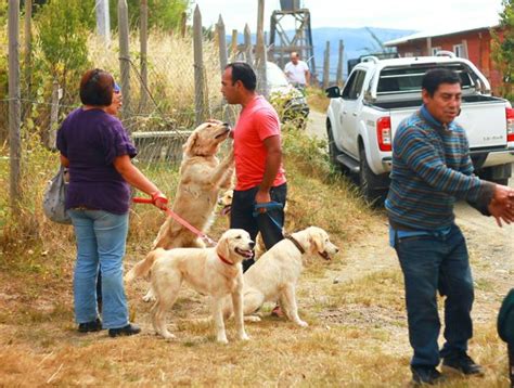 Séptima jornada de esterilización a mascotas en San Pablo se llevará a