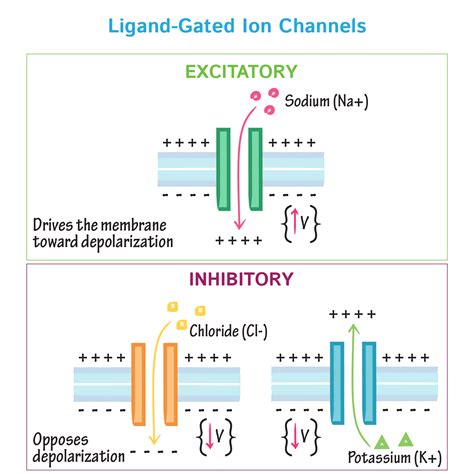 Cell Biology Glossary Ligand Gated Channel Ditki Medical