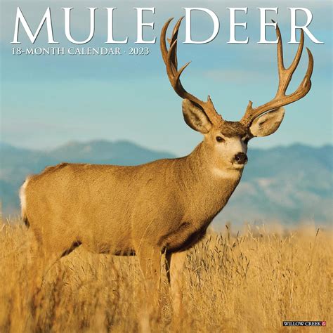 Mule Deer Wall Calendar Willow Creek Press Amazon