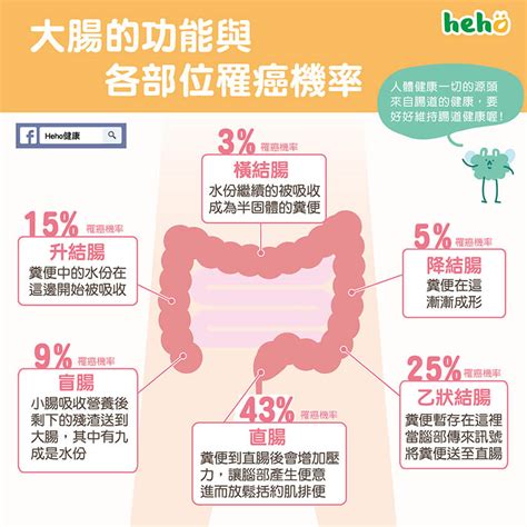 大腸癌與腸道各部位罹癌機率 Heho健康