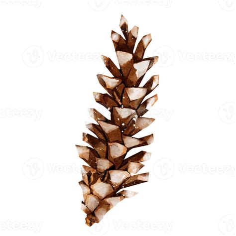 Pine cone watercolor 32498840 PNG