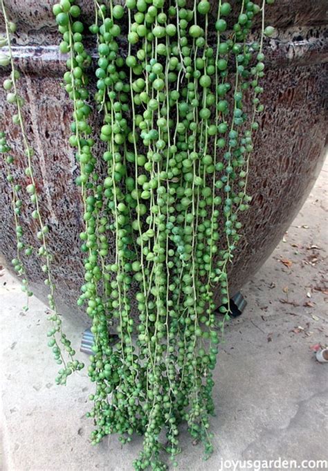 Growing String Of Pearls Plant