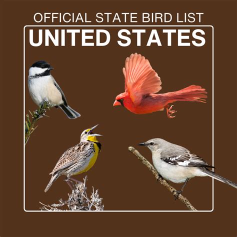 List of United States official state birds – Nature's Way Bird Products