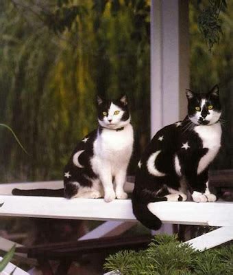 Tuxedo Cats