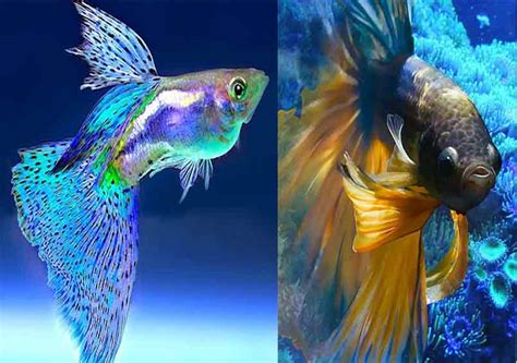 Nombres Para Peces Betta Hembra O Macho Originales Y Creativos