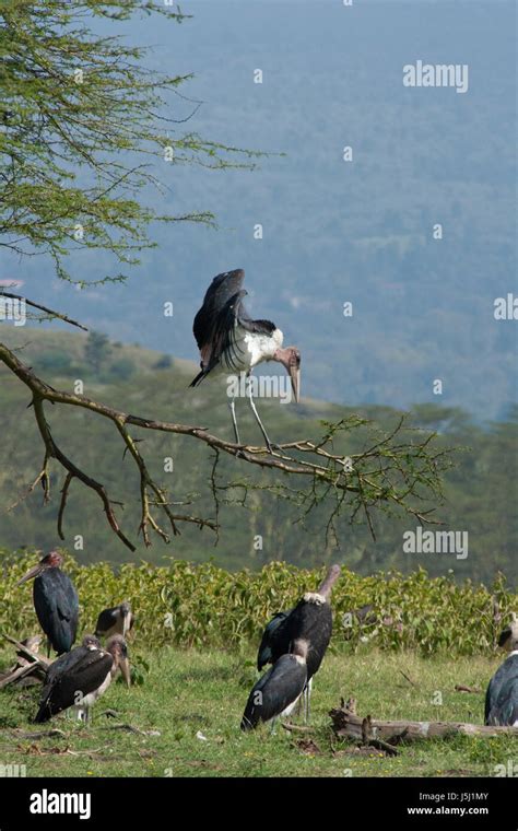 Storch Marabu Storch See Nakuru Kenia Marabu Leptoptilos Crumeniferus