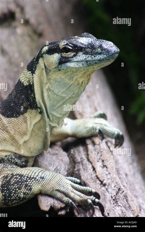 LACE MONITOR LIZARD BAPD175 Stock Photo - Alamy