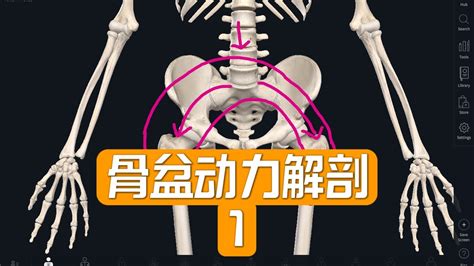 骨盆动力解剖人体运动规则普拉提解剖普拉提教练 Pilates anatomy Dynamic anatomy YouTube