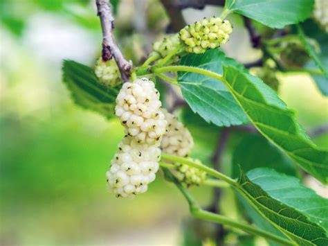 White Mulberry Care Learn How To Grow A White Mulberry Tree Gardening Know How