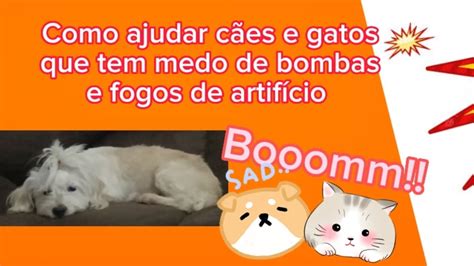 6 Dicas para ajudar cães e gatos que tem medo de bombas e fogos de