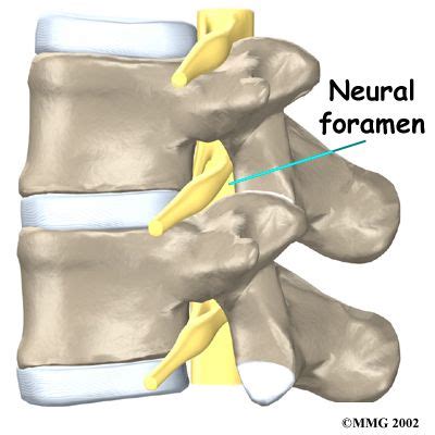 Lumbar Spine Anatomy In Spinal Canal Pelvic Bone Spinal Nerve