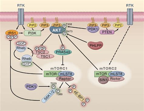 Pdk Signaling Pathway Creative Diagnostics