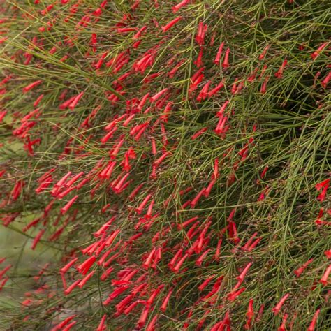 Russelia Equisetiformis Coral Fountain Firecracker Bush Green