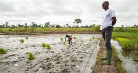 Togo: Ministry of agriculture deploys 700 agents to identify actors of ...