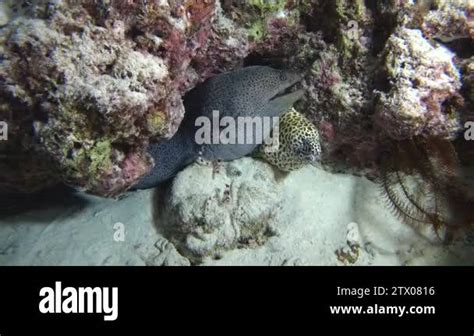 Two Morays With Cleaner Shrimp Giant Moray Gymnothorax Javanicus