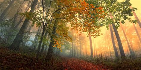 Wallpaper Sunlight Landscape Nature Road Morning Mist Tree Autumn Leaf Season