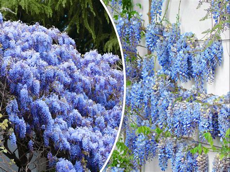 5 Blue Chinese Wisteria Seed Perennial Climbing Flower Vine Etsy Canada