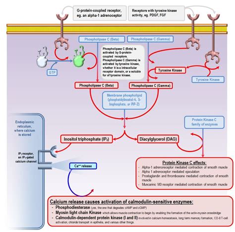 Life Cycle Of Receptors G Proteins And Second Messengers Definition Examples Camp Ip3