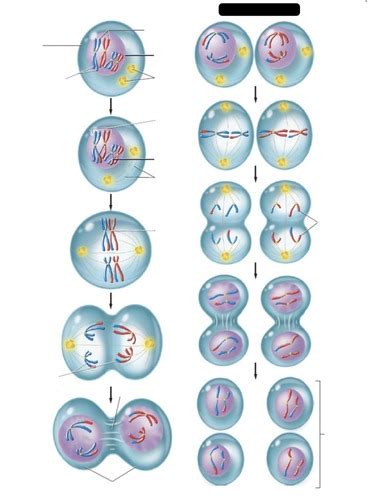 Meiosis Flashcards Quizlet