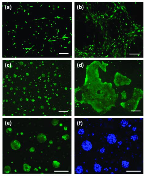 Staining Of D Bioprinted Construct With Calcein Am Of A B Nhdf Cells