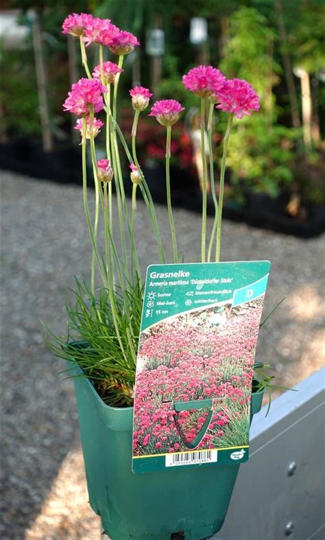 Grasnelke Düsseldorfer Stolz Armeria maritima 7 95