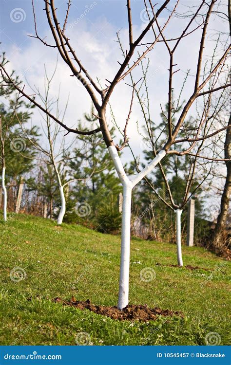 Fruit growth tree stock image. Image of outdoors, leaf - 10545457