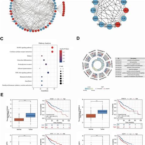 Establishment Of The Network Of Mirna Mrna Interaction A Network