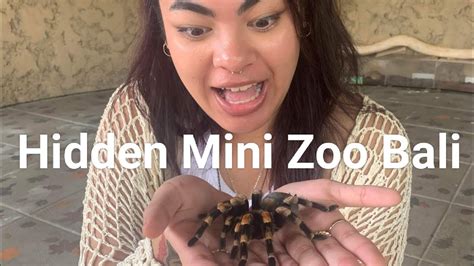 Yolotravellerz Visit The Hidden Mini Zoo Bali Youtube