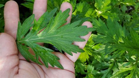 Mugwort Identification Uses And Preparations The Wild Within Healing