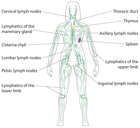 Anatomy Abdomen And Pelvis Inguinal Lymph Node Statpearls Ncbi Bookshelf