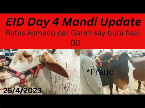 Malir Cow Mandi Latest Rates Update Eid Day Qurbani Cow Mandi