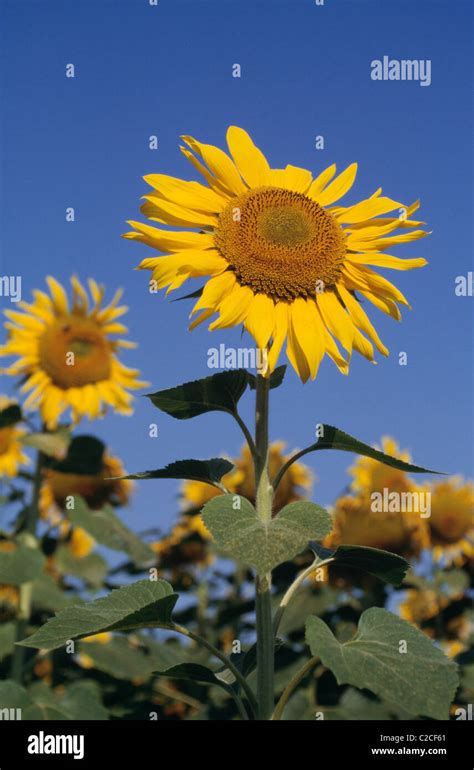 Sunflowers France Stock Photo - Alamy