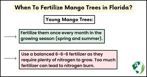 When To Fertilize Mango Trees In Florida 5 Best Tips