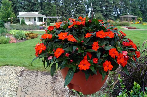 Impatiens | UMN Extension