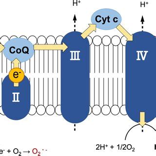 Mitochondrial respiratory chain complexes. Respiratory chain complexes ...