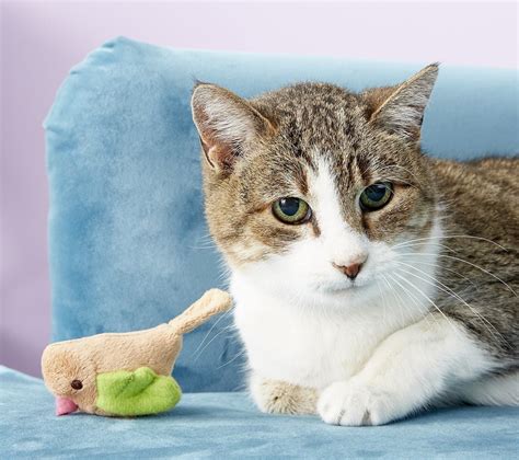 15 Best Toys For Kittens They’ll Totally Meow About