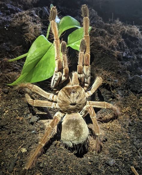 Get To Know The Goliath Birdeater Spider | Wildest