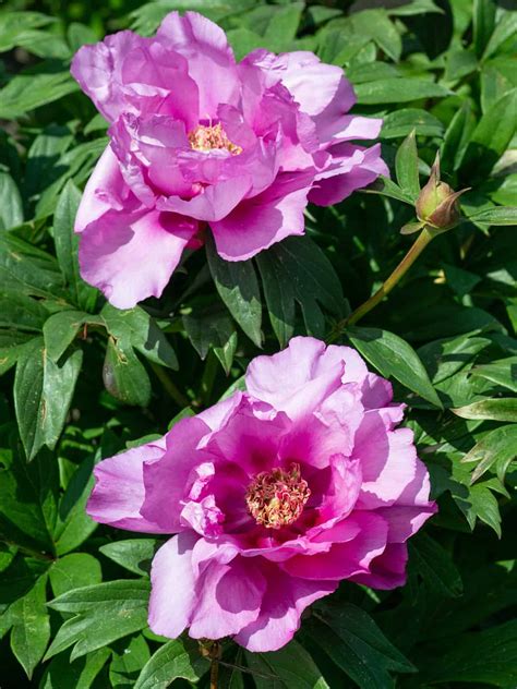 Paeonia Itoh First Arrival Mihkel Saar Puukool